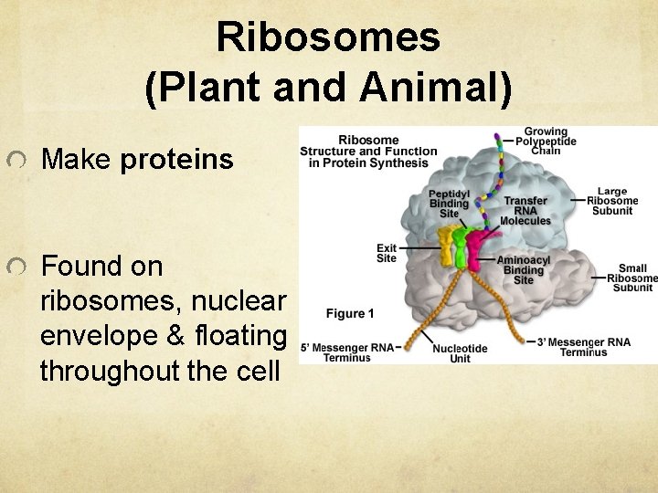 Ribosomes (Plant and Animal) Make proteins Found on ribosomes, nuclear envelope & floating throughout