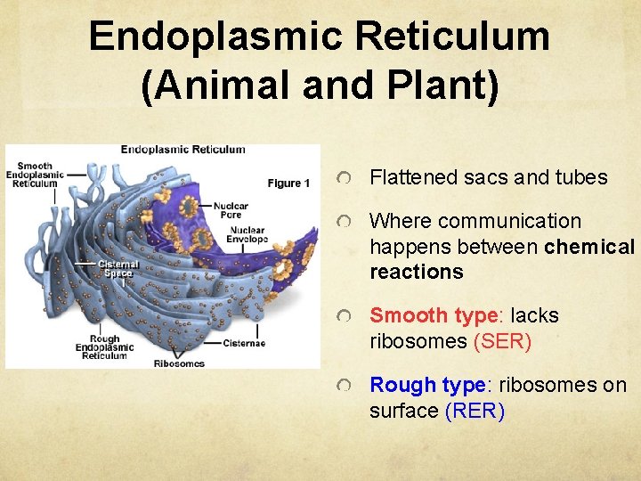 Endoplasmic Reticulum (Animal and Plant) Flattened sacs and tubes Where communication happens between chemical