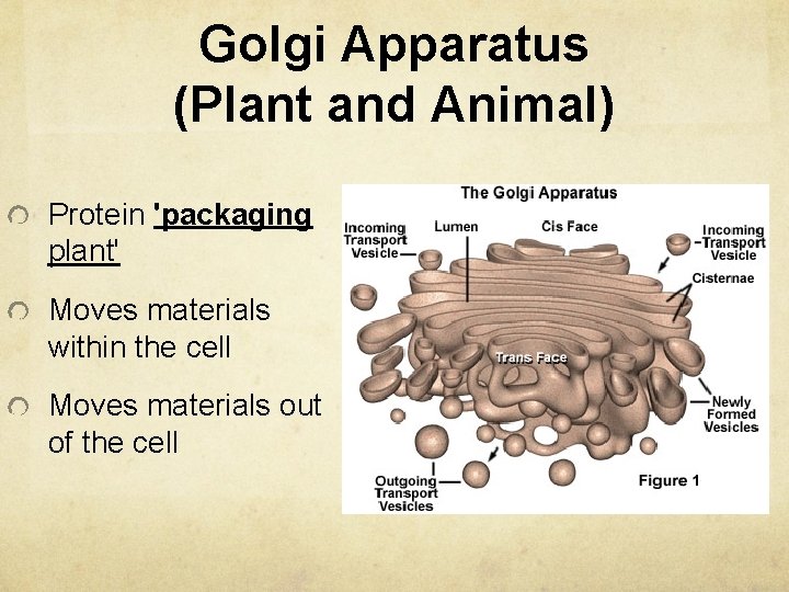 Golgi Apparatus (Plant and Animal) Protein 'packaging plant' Moves materials within the cell Moves