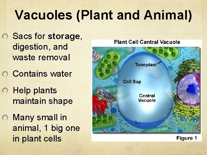 Vacuoles (Plant and Animal) Sacs for storage, digestion, and waste removal Contains water Help