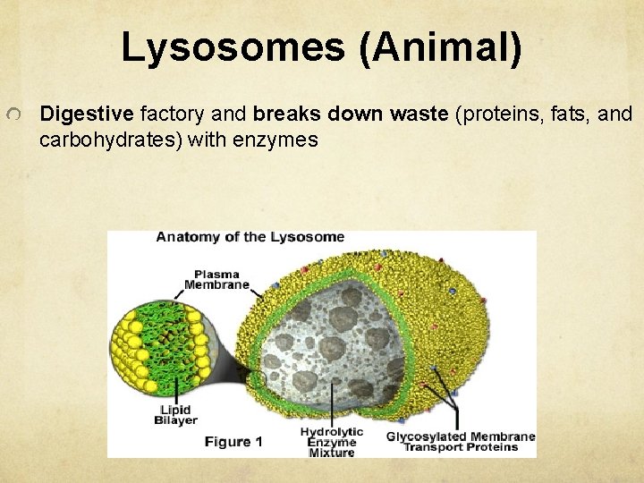 Lysosomes (Animal) Digestive factory and breaks down waste (proteins, fats, and carbohydrates) with enzymes