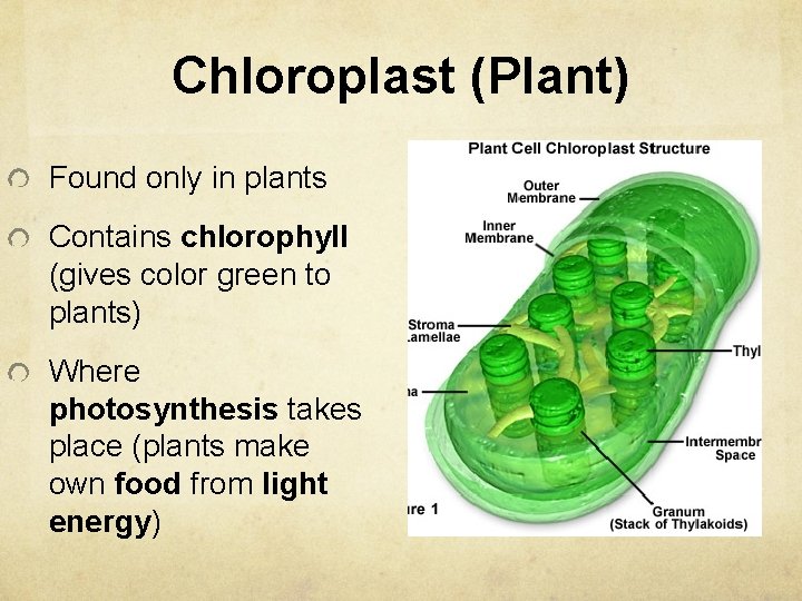 Chloroplast (Plant) Found only in plants Contains chlorophyll (gives color green to plants) Where