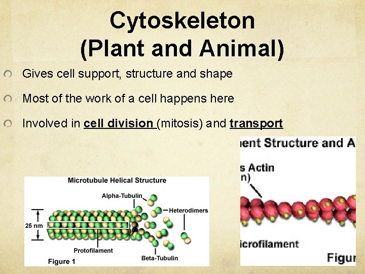 Cytoskeleton (Plant and Animal) Gives cell support, structure and shape Most of the work