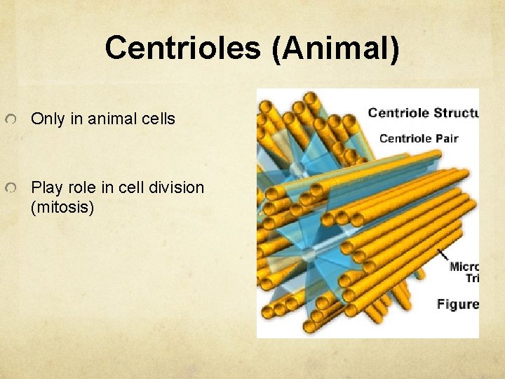 Centrioles (Animal) Only in animal cells Play role in cell division (mitosis) 