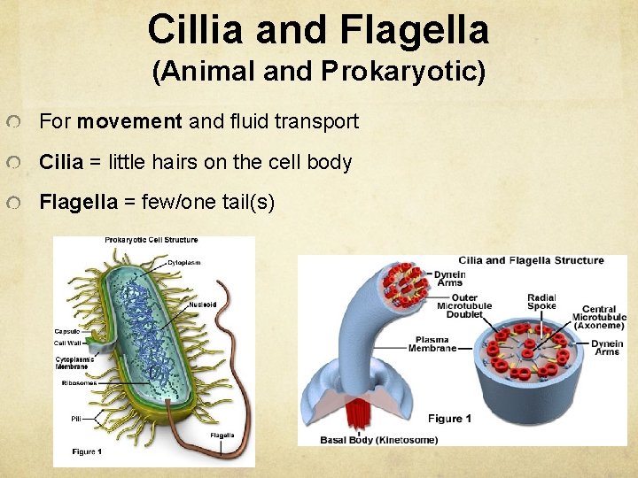 Cillia and Flagella (Animal and Prokaryotic) For movement and fluid transport Cilia = little