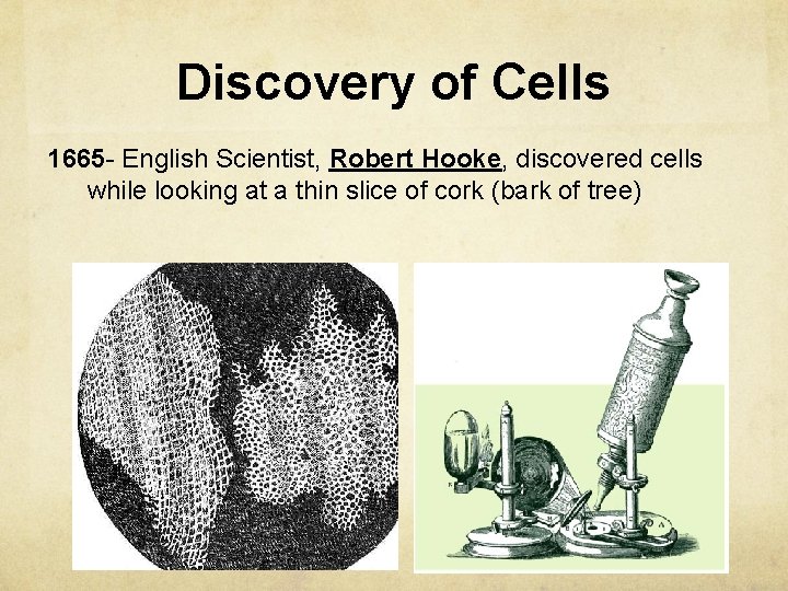 Discovery of Cells 1665 - English Scientist, Robert Hooke, discovered cells while looking at