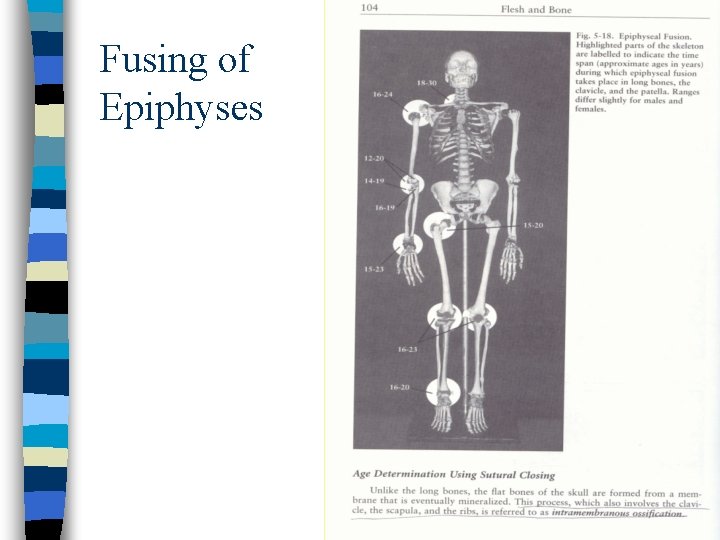 Fusing of Epiphyses 