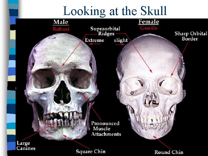 Looking at the Skull 