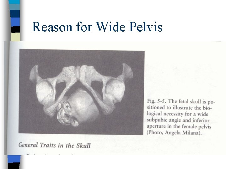 Reason for Wide Pelvis 