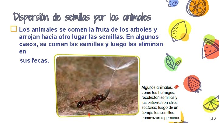 Dispersión de semillas por los animales � Los animales se comen la fruta de
