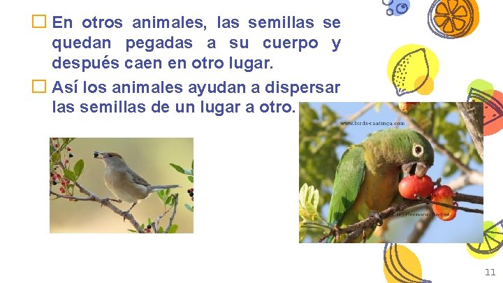 � En otros animales, las semillas se quedan pegadas a su cuerpo y después