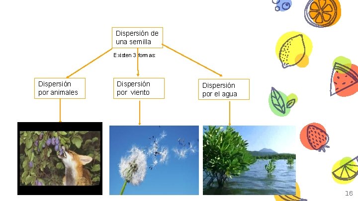 Dispersión de una semilla Existen 3 formas: Dispersión por animales Dispersión por viento Dispersión