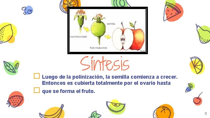 Síntesis � Luego de la polinización, la semilla comienza a crecer. Entonces es cubierta
