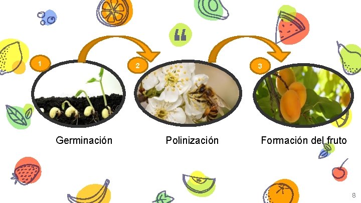 1 2 Germinación “ Polinización 3 Formación del fruto 8 