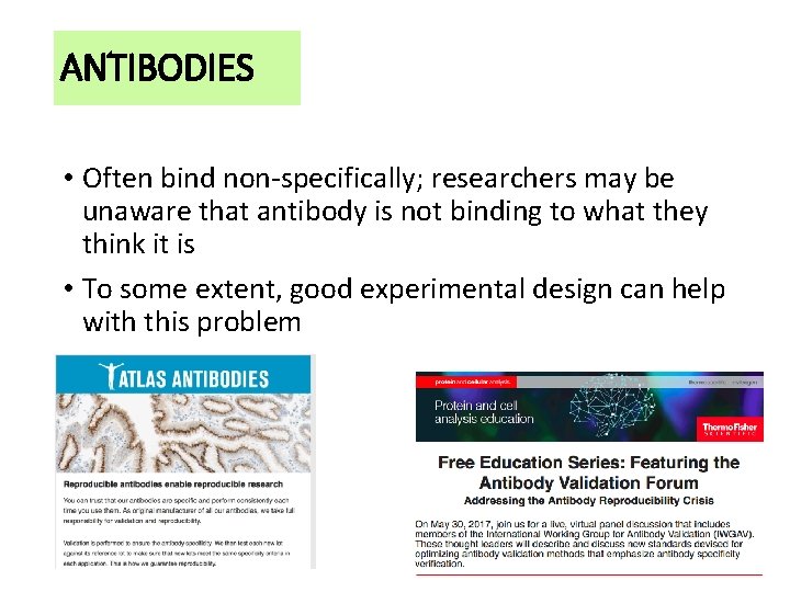 ANTIBODIES • Often bind non-specifically; researchers may be unaware that antibody is not binding