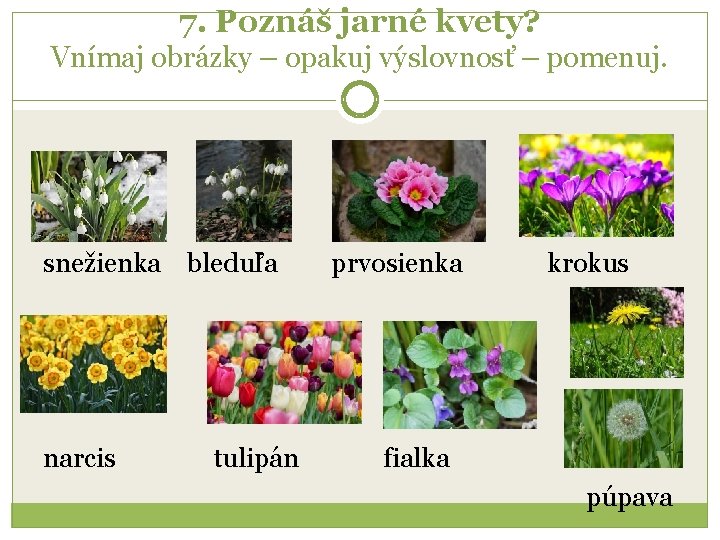 7. Poznáš jarné kvety? Vnímaj obrázky – opakuj výslovnosť – pomenuj. snežienka bleduľa narcis