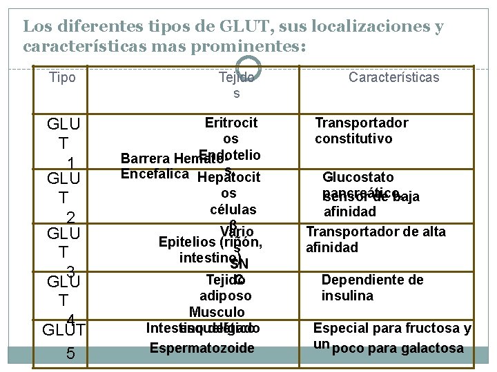 Los diferentes tipos de GLUT, sus localizaciones y características mas prominentes: Tipo GLU T