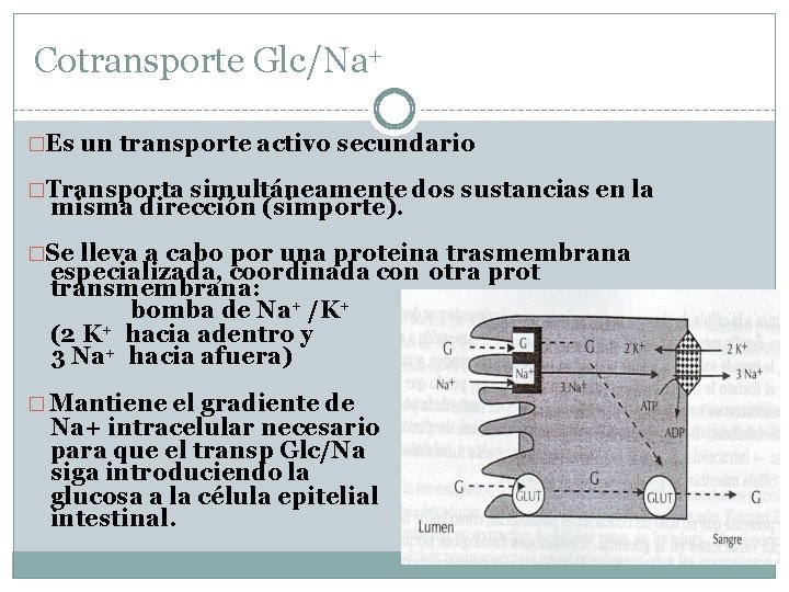 Cotransporte Glc/Na+ �Es un transporte activo secundario �Transporta simultáneamente dos sustancias en la misma