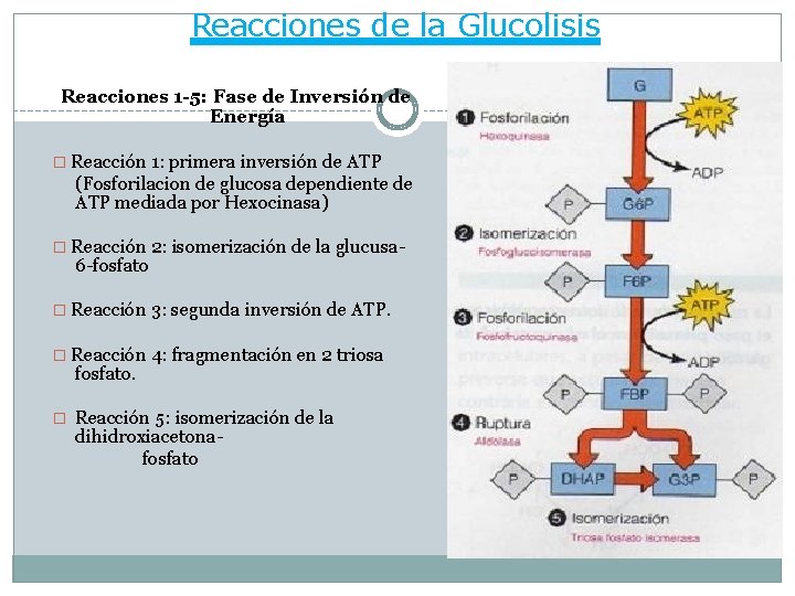Reacciones de la Glucolisis Reacciones 1 -5: Fase de Inversión de Energía � Reacción