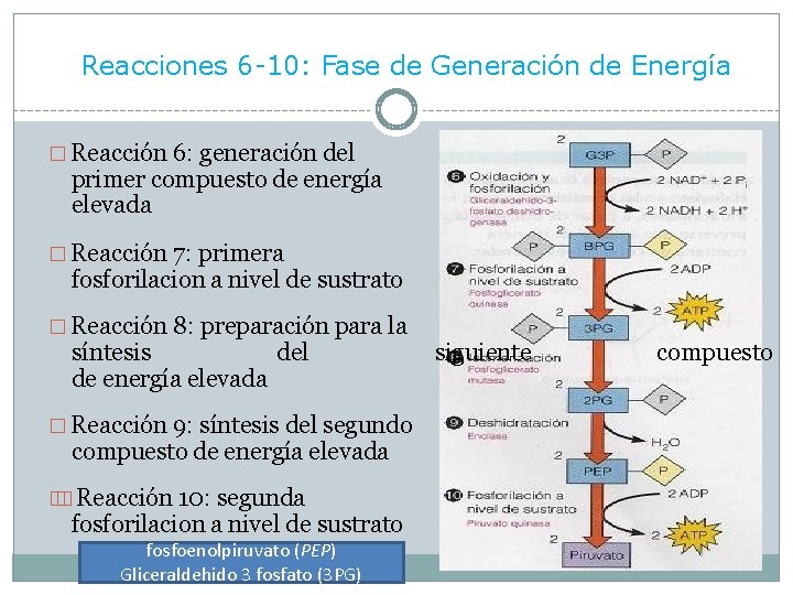 Reacciones 6 -10: Fase de Generación de Energía � Reacción 6: generación del primer