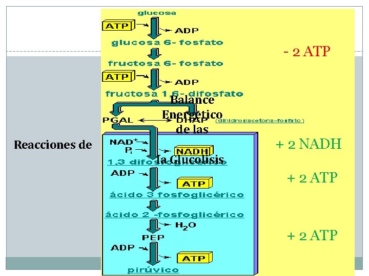 - 2 ATP Balance Energetico de las Reacciones de la Glucolisis + 2 NADH