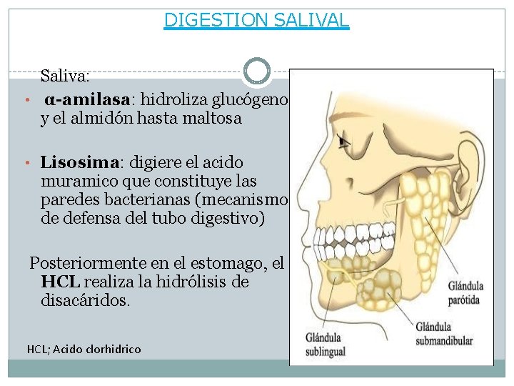 DIGESTION SALIVAL Saliva: • α-amilasa: hidroliza glucógeno y el almidón hasta maltosa • Lisosima: