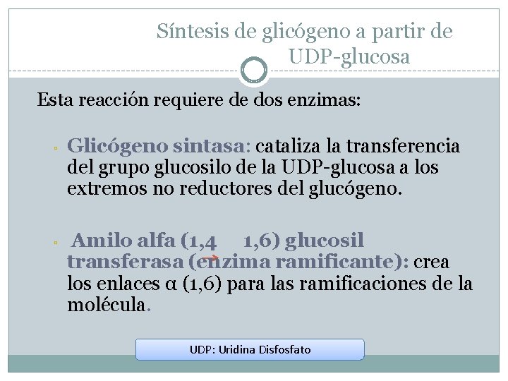 Síntesis de glicógeno a partir de UDP-glucosa Esta reacción requiere de dos enzimas: ▫