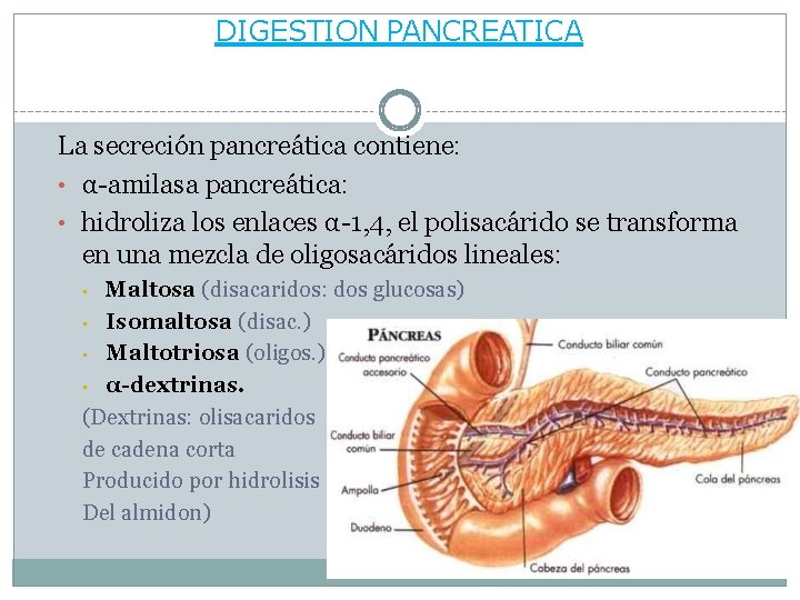DIGESTION PANCREATICA La secreción pancreática contiene: • α-amilasa pancreática: • hidroliza los enlaces α-1,