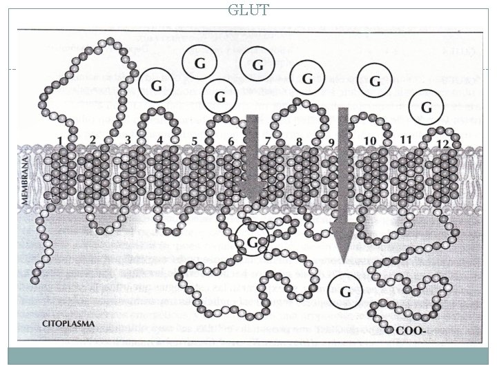 GLUT 
