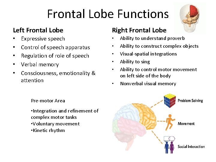 Frontal Lobe Functions Left Frontal Lobe • • • Expressive speech Control of speech