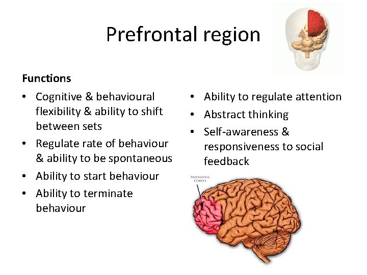 Prefrontal region Functions • Cognitive & behavioural flexibility & ability to shift between sets