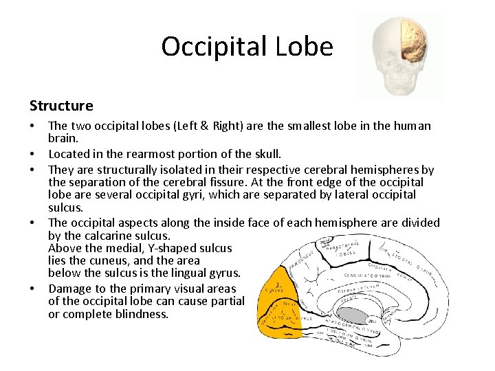 Occipital Lobe Structure • • • The two occipital lobes (Left & Right) are