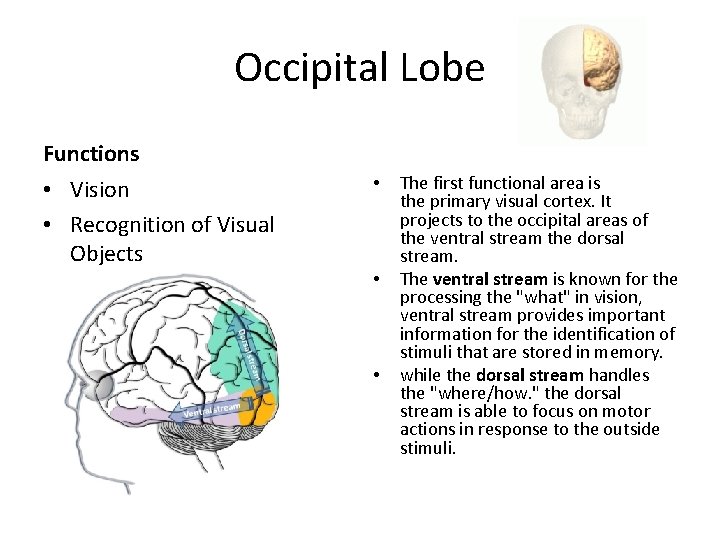 Occipital Lobe Functions • Vision • Recognition of Visual Objects • • • The