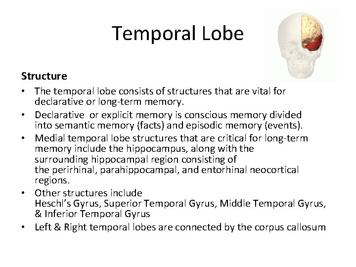 Temporal Lobe Structure • The temporal lobe consists of structures that are vital for