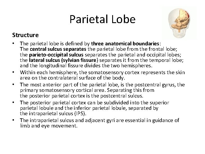 Parietal Lobe Structure • The parietal lobe is defined by three anatomical boundaries: The