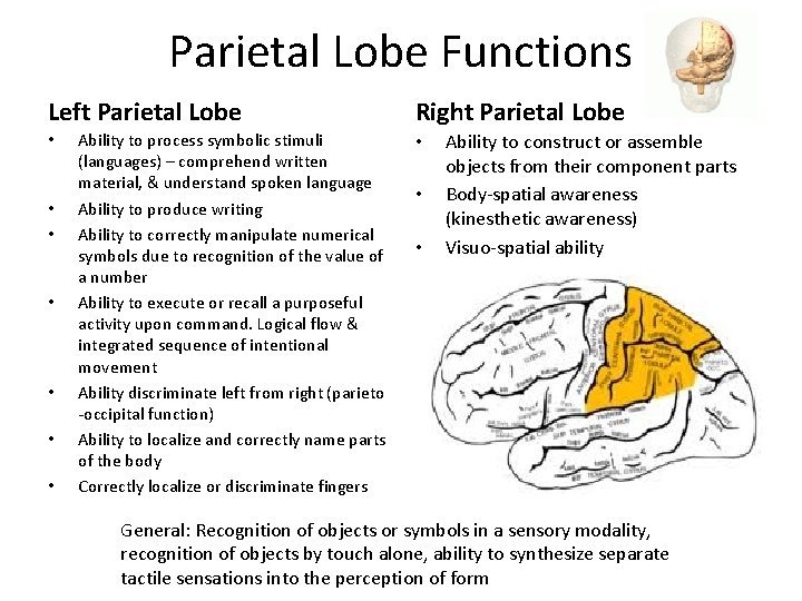 Parietal Lobe Functions Left Parietal Lobe • • Ability to process symbolic stimuli (languages)