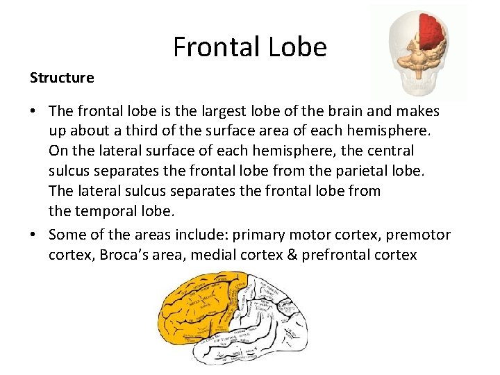 Frontal Lobe Structure • The frontal lobe is the largest lobe of the brain