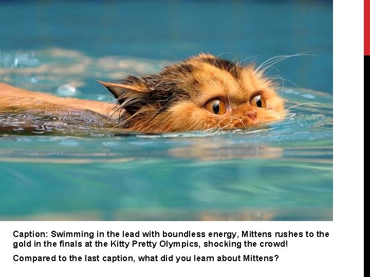 Caption: Swimming in the lead with boundless energy, Mittens rushes to the gold in