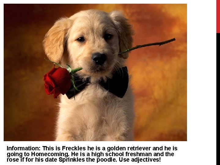 Information: This is Freckles he is a golden retriever and he is going to
