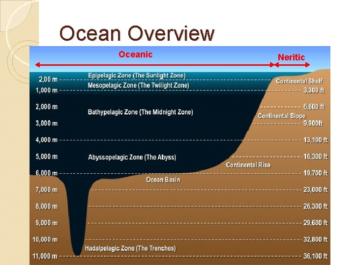 Ocean Overview Oceanic Neritic 