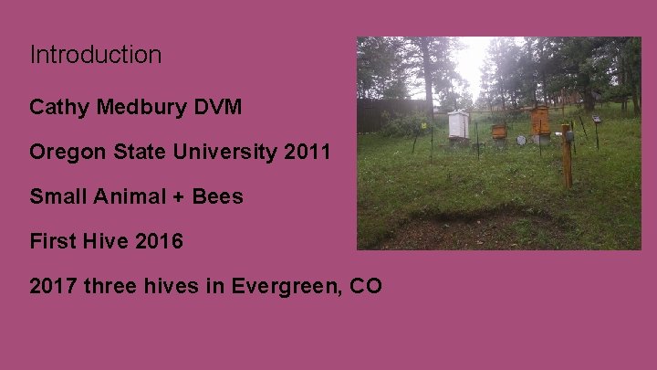 Introduction Cathy Medbury DVM Oregon State University 2011 Small Animal + Bees First Hive