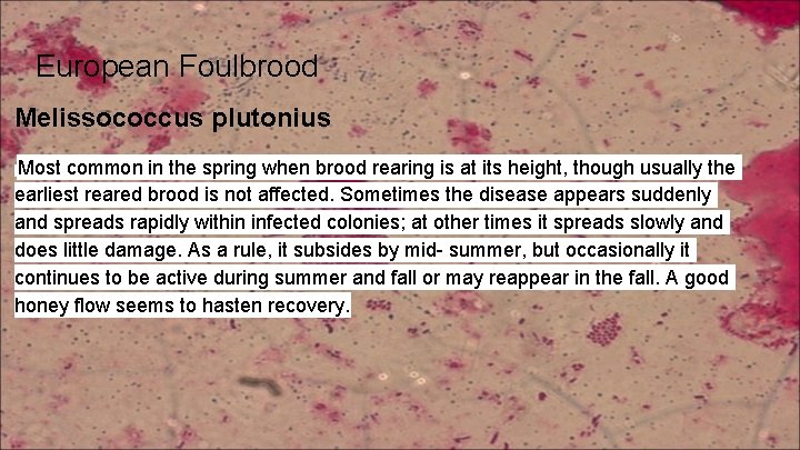 European Foulbrood Melissococcus plutonius Most common in the spring when brood rearing is at