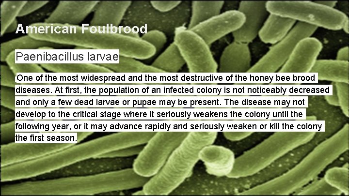 American Foulbrood Paenibacillus larvae One of the most widespread and the most destructive of