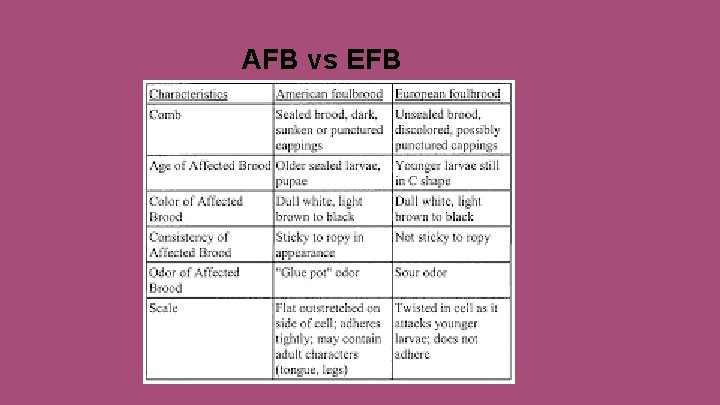 AFB vs EFB 