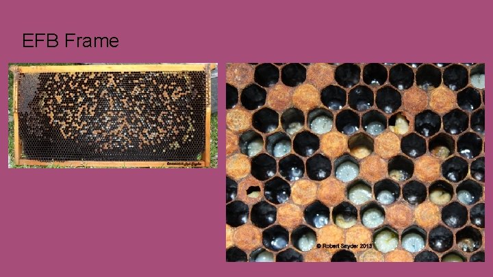 EFB Frame 