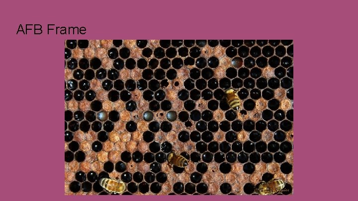 AFB Frame 