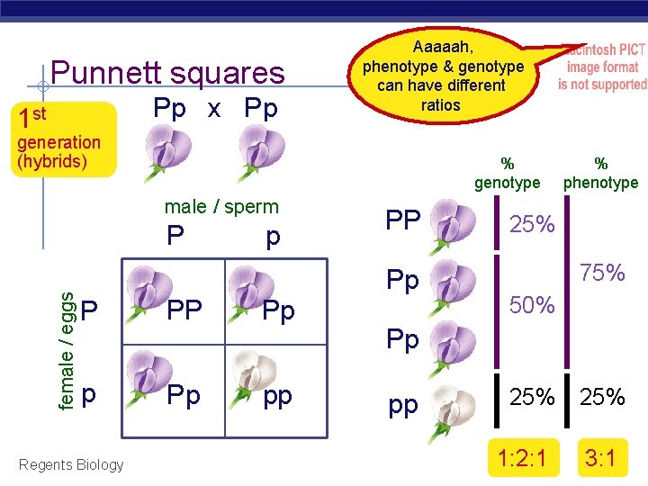 Punnett squares Pp x Pp 1 st Aaaaah, phenotype & genotype can have different