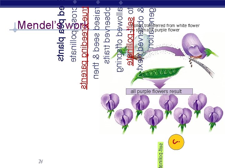 Regents Biology ? tanillop-fles all purple flowers result etanillop-ssorc u stnerap gnideerb eurt neht
