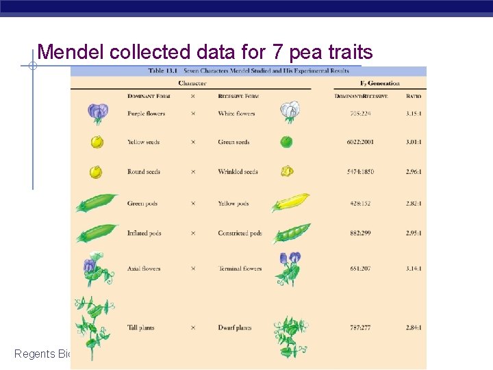 Mendel collected data for 7 pea traits Regents Biology 