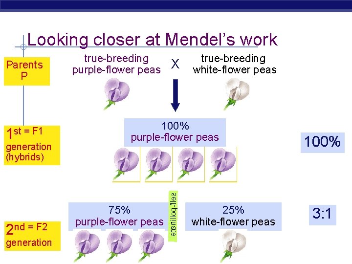 Looking closer at Mendel’s work 1 st = F 1 generation (hybrids) 2 nd